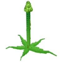 긴 아스파라거스